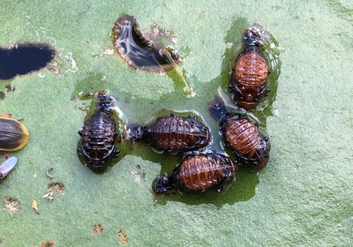 Waterlily Leaf Beetle, photo 10 of 10