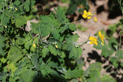 Chelidonium majus