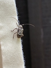 Leptostylus asperatus