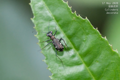 Cylindera decolorata