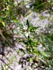 Swertia macrosperma