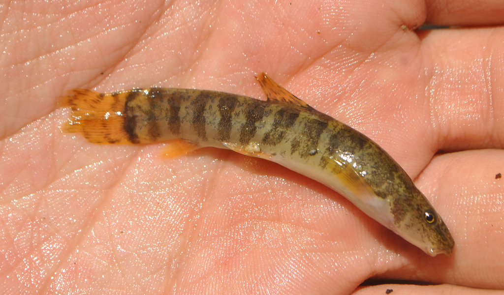 Namiri-bermpje (Oxynoemacheilus namiri) — Nemacheilidae