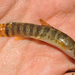 Levantine Loach - Photo (c) M. Salimeh, some rights reserved (CC BY-NC), uploaded by M. Salimeh