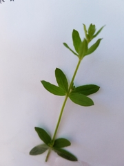 Galium pilosum