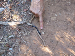 Pachyiulus oenologus