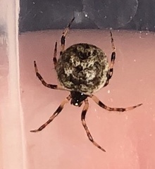 Dipoena melanogaster