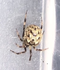 Dipoena melanogaster