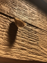 Glaphyria sesquistrialis