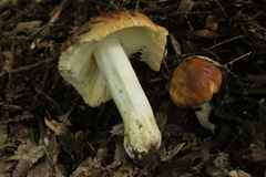 Russula subfoetens