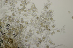 Peronospora effusa