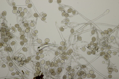 Peronospora effusa