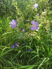 Geranium pratense
