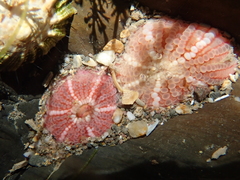 Aulactinia verrucosa