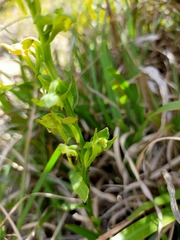 Platanthera mandarinorum pachyglossa