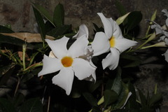 Mandevilla laxa