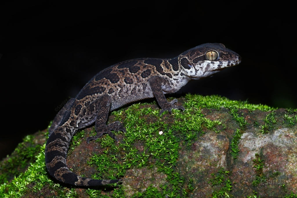 Jeypore Ground Gecko
