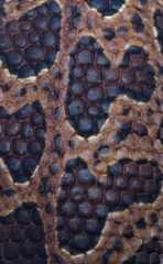 Cyrtodactylus jeyporensis