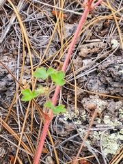 Geranium lentum