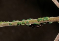 Aphis viticis