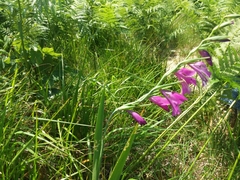 Gladiolus palustris