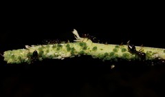 Aphis ruborum