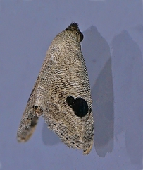 Abablemma duomaculata