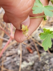 Geranium lentum