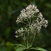 Sweet Joe-Pye-Weed - Photo (c) Mark Kluge, some rights reserved (CC BY-NC-ND)
