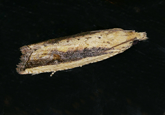 Bactra priapeia