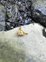 Goniops chrysocoma