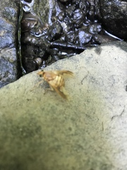 Goniops chrysocoma