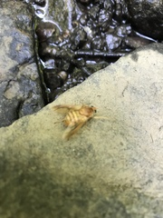 Goniops chrysocoma