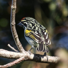 Pogoniulus pusillus pusillus