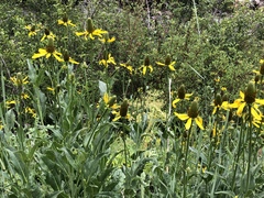 Rudbeckia maxima