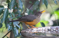 Turdus olivaceus pondoensis