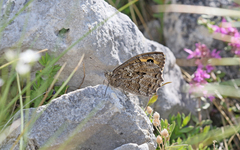 Hipparchia volgensis