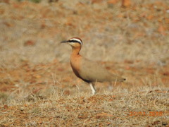 Cursorius coromandelicus