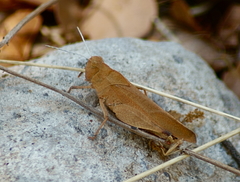 Tomonotus ferruginosus