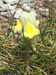 Linaria supina
