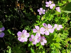 Geranium hayatanum