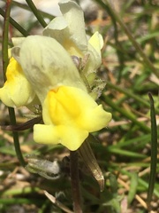 Linaria supina