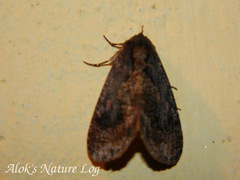 Batracharta irrorata