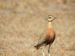 Cursorius coromandelicus