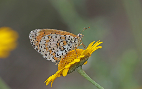Lesser Spotted Fritillary