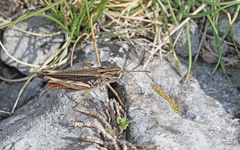 Stenobothrus rubicundulus
