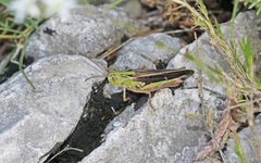 Stenobothrus rubicundulus