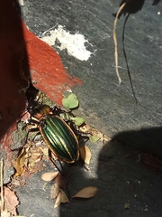 Carabus lineatus lateralis