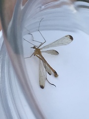 Hylobittacus apicalis