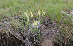 Onosma heterophylla