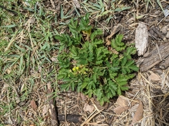 Potentilla rivalis